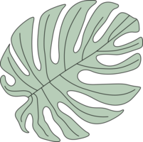 Tropical Monstera Leaf Illustration png