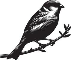 gorrión silueta ilustración en blanco antecedentes. gorrión logo. vector