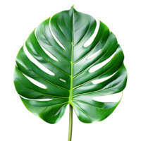 a green leaf monstera palm isolated on a translucent background. png