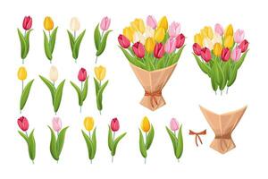 Various types of tulips in different colors. Bouquet of tulips. vector