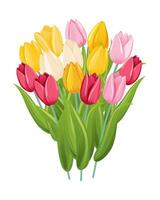 Bouquet of colorful tulips isolated on white background. vector