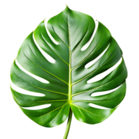 en grön blad monstera handflatan isolerat på en genomskinlig bakgrund. png