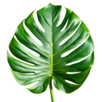 a green leaf monstera palm isolated on a translucent background. png