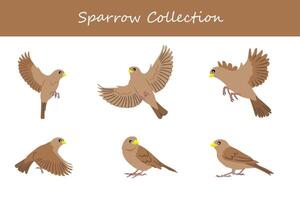 Sparrow collection. Sparrow in different poses. vector