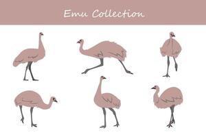 Emu collection. Emu in different poses. vector