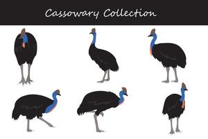 Cassowary collection. Cassowary in different poses vector