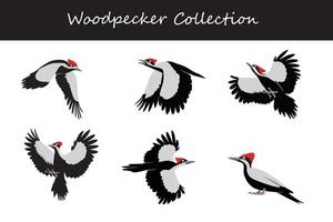 Woodpecker collection. Woodpecker in different poses. vector