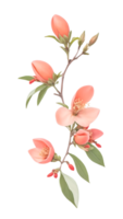 Beautiful natural flowers on a transparent and high quality background png
