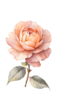 schön natürlich Blumen auf ein transparent und hoch Qualität Hintergrund png