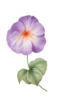 schön natürlich Blumen auf ein transparent und hoch Qualität Hintergrund png