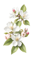 Beautiful natural flowers on a transparent and high quality background png