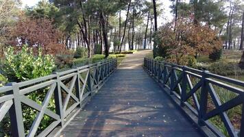 pov caminhando em de madeira ponte sobre uma corrente dentro uma cheio de árvores parque video