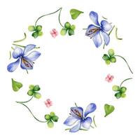 Circle frame with crocus and clover watercolor illustration isolated on white background. Painted spring flowers frame. Hand drawn Celtic symbol. Design element for St. Patrick day, Easter, package. vector