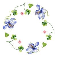 Circle frame with crocus and clover watercolor illustration isolated on white background. Painted spring flowers frame. Hand drawn Celtic symbol. Design element for St. Patrick day, Easter, package. vector
