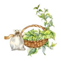 Full straw basket of nettle leaves watercolor illustration isolated on white. Basket and sachet with herbal plants hand drawn. Design element for card, label, package, nettle product, apothecary. vector