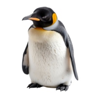 penguin on isolated transparent background png