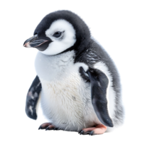 penguin on isolated transparent background png