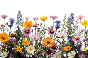 Flowers field on isolated transparent background png