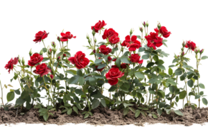 red roses field on isolated transparent background png