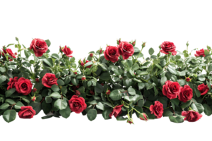 red roses field on isolated transparent background png