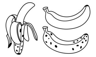 un conjunto de contorneado plátanos, abierto y cerrado. aislado frutas demasiado maduro banana, uno banana, pelado plátano contrastando negro líneas en blanco. fresco, natural vitaminas vector