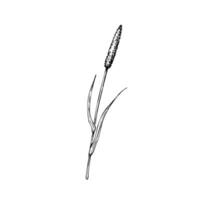 Squirrel's tail grass . Hand painted graphic setaria viridis isolated on background. Meadow dry plant. Botanical, Medicinal and Herbal illustration. For designers, invitations, decoration vector