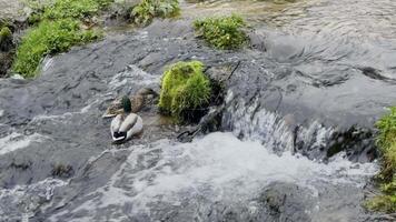 das Enten beim das Wasserfall video