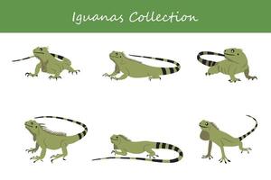 Iguanas collection. Iguanas in different poses. vector