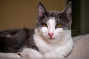 cat with a pink nose and yellow eyes is laying on a bed. The cat appears to be relaxed and comfortable photo