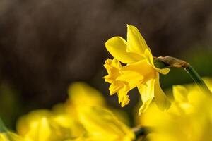 A bunch of yellow flowers with a blurry background. The flowers are in full bloom and are the main focus of the image. photo