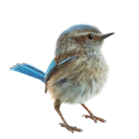 une petit oiseau avec bleu plumes permanent sur ses pieds ai-génératif png
