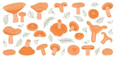 Saffron milk cap mushroom set. Edible forest mushrooms flat icon. Hand Drawn delicious milk cap Trendy flat style. Fungus Group Engraved. Red pine mushroom Isolated on white illustration vector