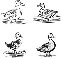 black and white outline of duck vector