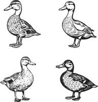 black and white outline of duck vector