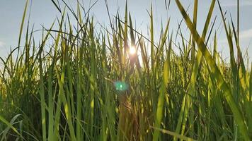 View of green grass blowing in the gentle breeze in afternoon video