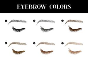 Eyebrow and Lashes Colors Chart Illustration vector