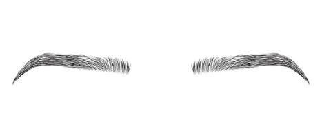 Female Eyebrows Or Brows Isolated on White Background vector