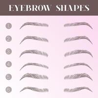 Pink Eyebrow Shapes Types Illustration Chart vector