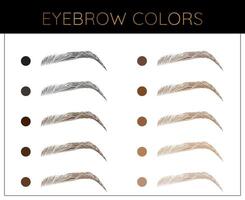 Elegant Eyebrow Colors Chart Illustration with Brow Shades vector