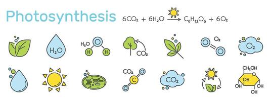 Set of color icons related to photosynthesis. Equation, chloroplast, chlorophyll, sun, water, glucose, sugar, leaf, plant illustration. vector