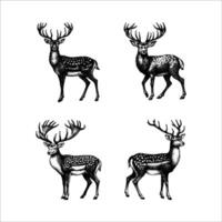 set of deer illustration. hand drawn deer black and white illustration. isolated white background vector