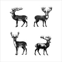 conjunto de ciervo ilustración. mano dibujado ciervo negro y blanco ilustración. aislado blanco antecedentes vector