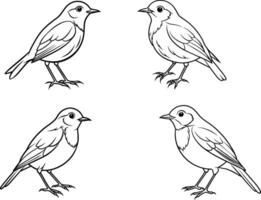 line art of a robin vector