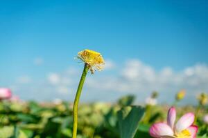 A pink lotus flower sways in the wind. Against the background of their green leaves. Lotus field on the lake in natural environment. photo