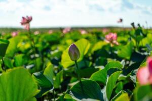 un rosado loto flor se balancea en el viento, nelumbo nucifera. en contra el antecedentes de su verde hojas. loto campo en el lago en natural ambiente. foto