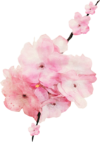 ilustração de flores em aquarela png