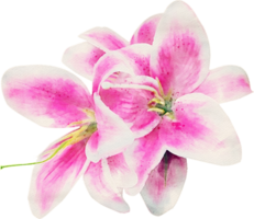 illustration de fleur aquarelle png