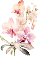 acuarela orquídea flor ilustración png