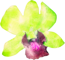 acuarela orquídea flor ilustración png