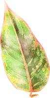 Watercolor leave Illustration png